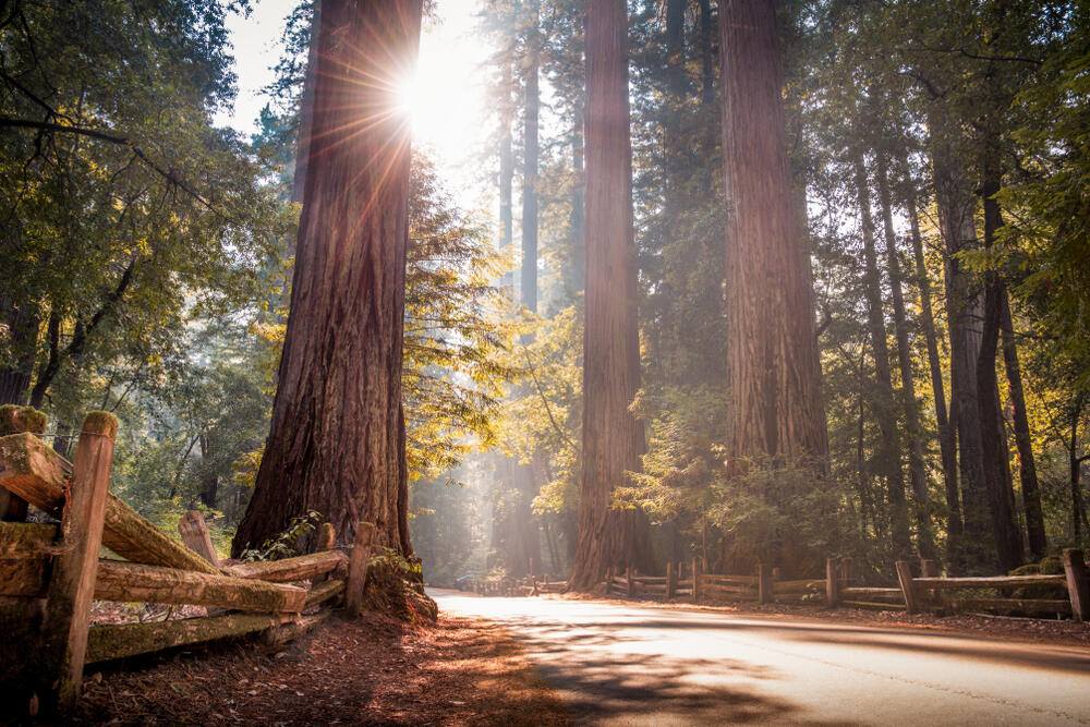 The recent purchase of two properties in the Santa Cruz mountains, combined with other land, is expected to add nearly 200 acres of land to Big Basin Redwoods State Park. (Matthew Baugh Photography / Shutterstock)