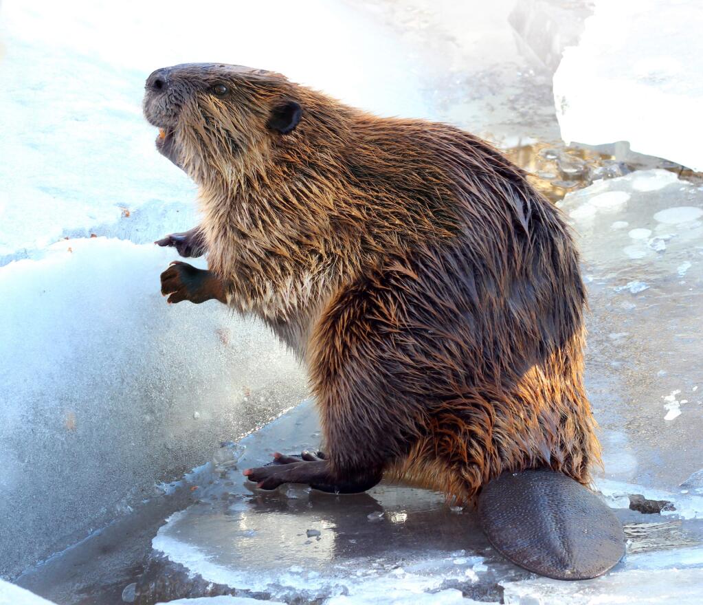 Beavers have rounded bodies with a flat, paddle-like tail. Their heads are rounded, too, in comparison to an otter.