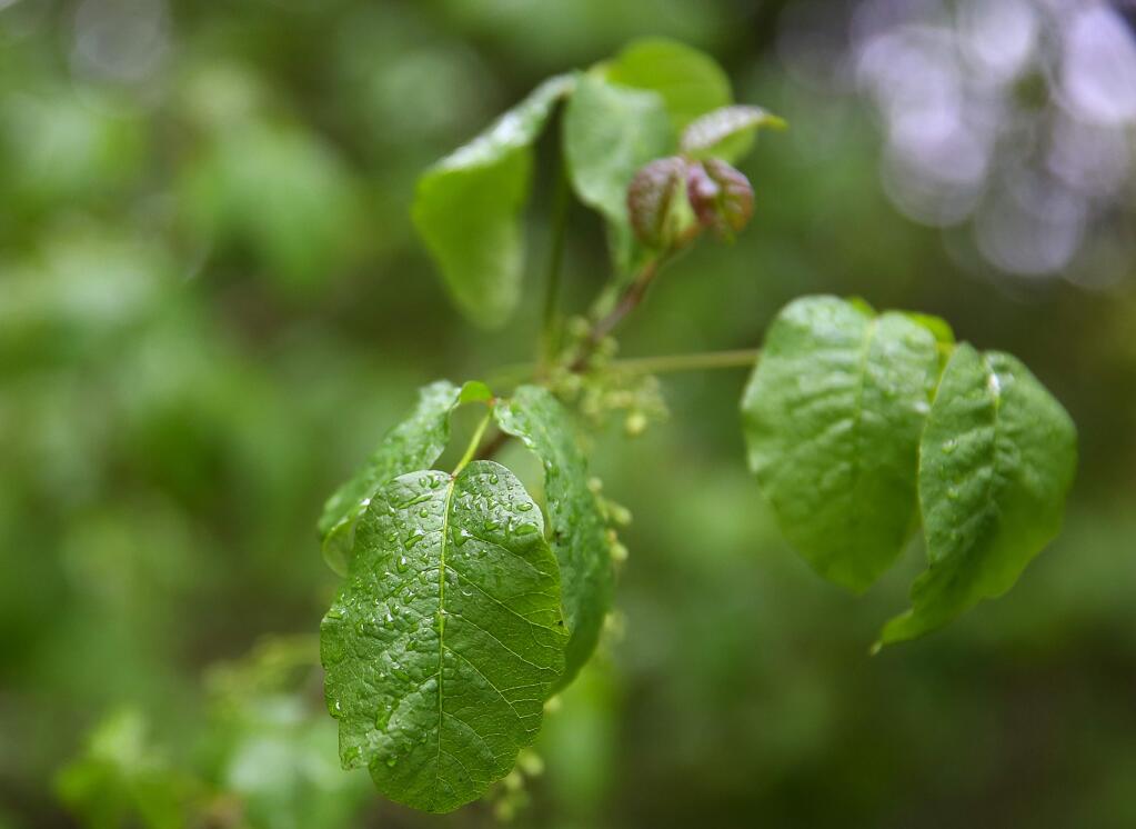 Poison oak can be removed without using harsh chemicals but gardeners should heed certain guidelines, the Sonoma Master Gardeners say. (CHRISTOPHER CHUNG / THE PRESS DEMOCRAT)