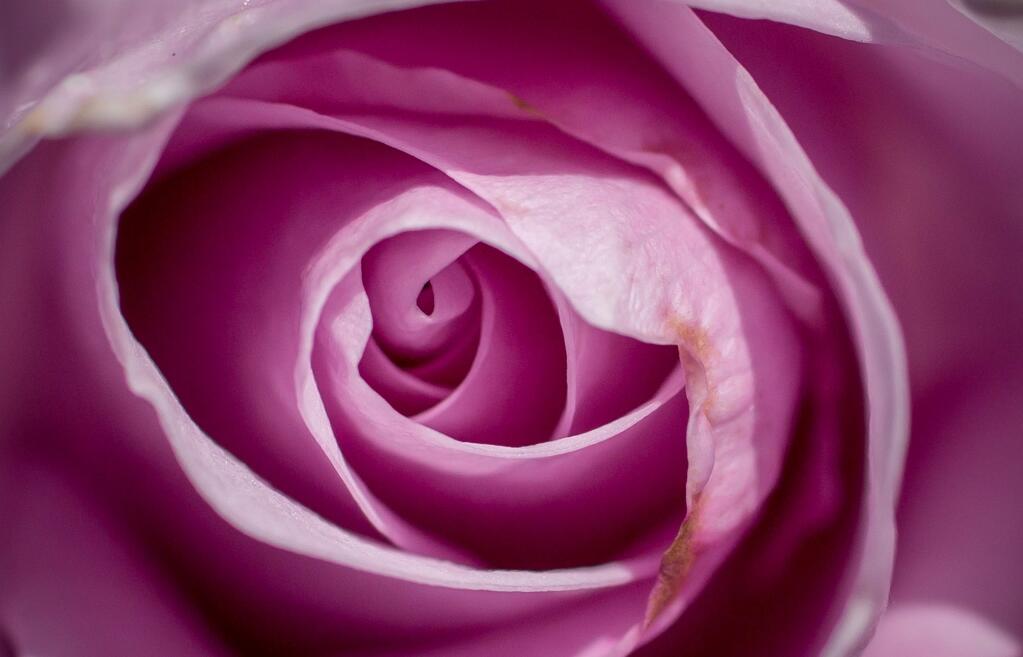 A rose is seen during the Fragrance Frolic / Rose Petal Toss., at the Russian River Rose Company, in Healdsburg, Calif., Saturday, April 16, 2016. (Jeremy Portje / For The Press Democrat)