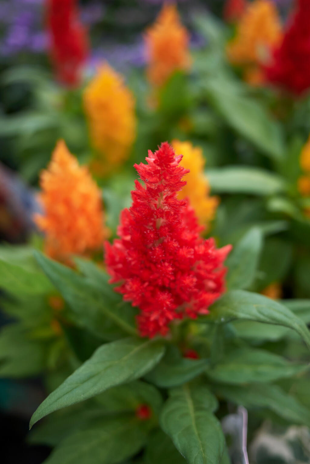 Celosia plumosa plants are grown for their plume-like 2- to 6-inch blooms. (Shutterstock)