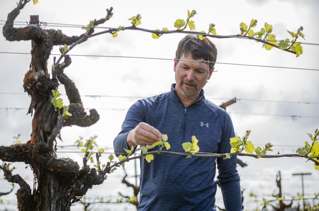 Winemaker Matt Duffy checks bud break on pinot noir vines in the Bacigalupi Vineyard off Westside Road near Healdsburg, Thursday, March 28, 2024. (Chad Surmick / The Press Democrat)