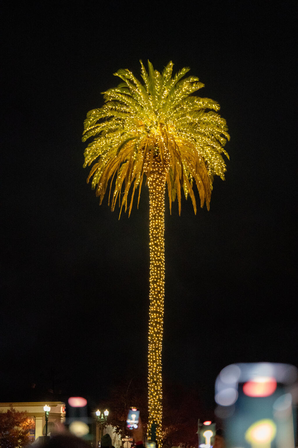 The Sonoma Plaza palm tree is illuminated with lights on Saturday, Nov. 18, 2023 in Sonoma. (Nicholas Vides / For The Press Democrat)