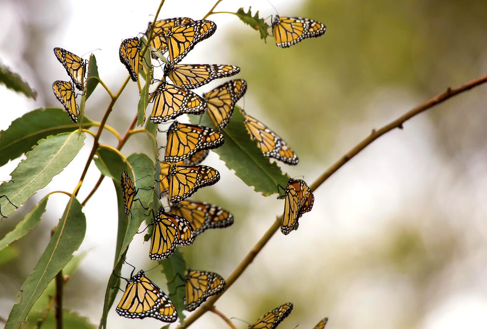 Monarch butterflies on a tree branch. Taken near Pismo Beach in California. (Bill Kennedy/Shutterstock)