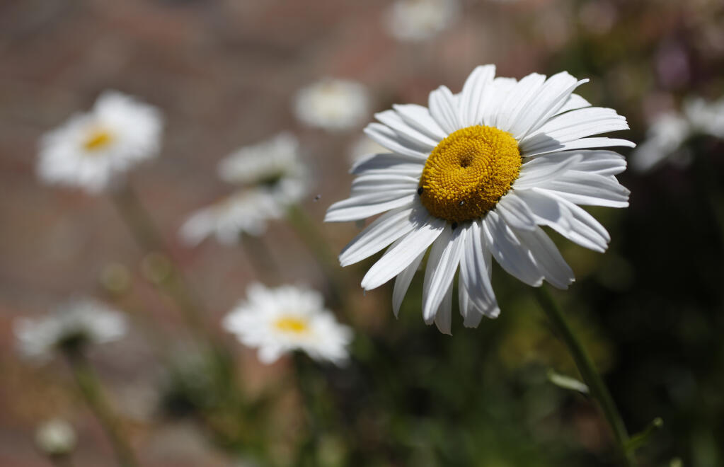 This is a good time to divide perennials like Shasta daisies that can quickly spread and overtake a flower bed. The divisions can be shared with friends. (Beth Schlanker/The Press Democrat)