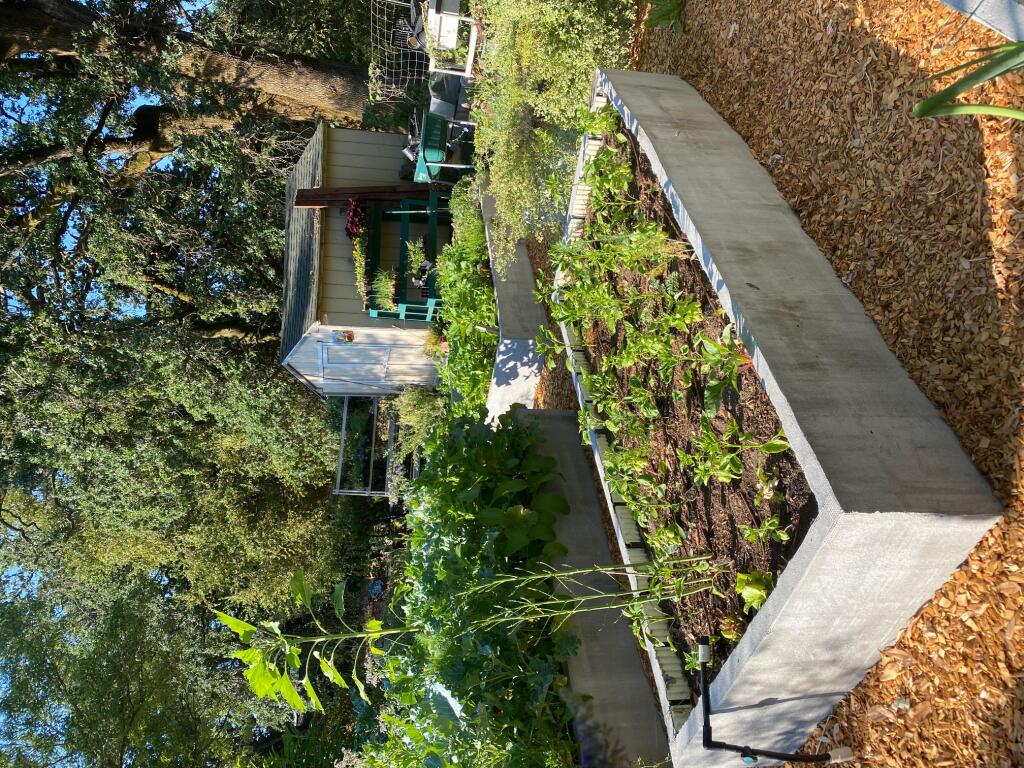 The community garden at Larson Park in Sonoma. (Lorna Sheridan)