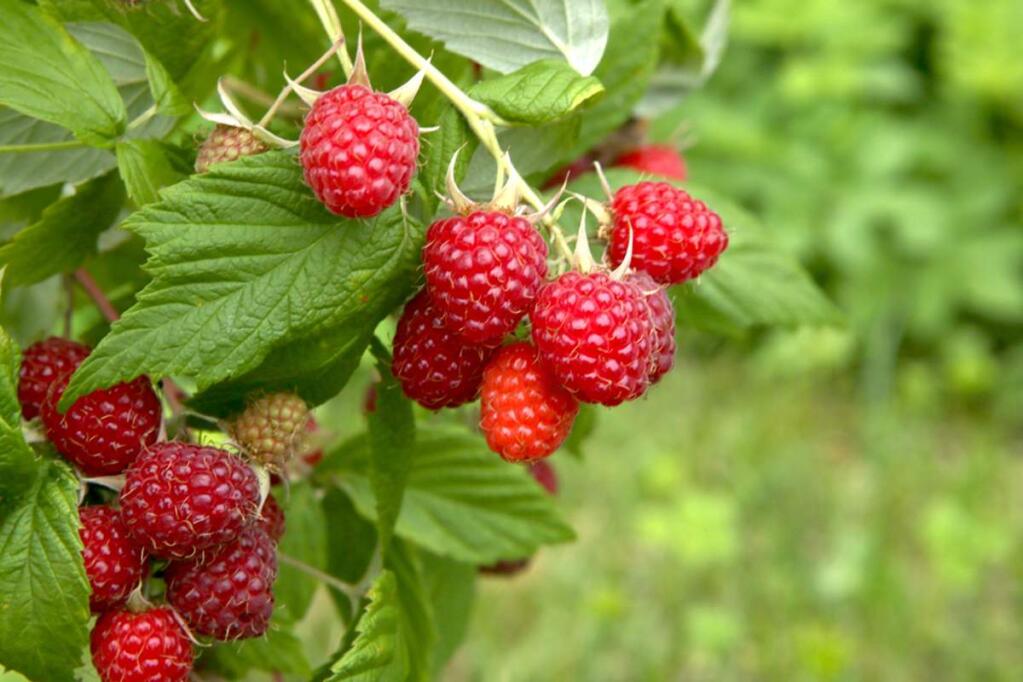 Locally grown raspberries are most likely to have been grown organically.