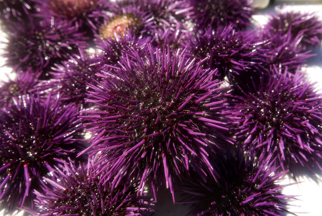 Volunteer divers gathered to reduce over-populations of purple sea urchins who are upsetting the balance of life on the Sonoma Coast. (photo by John Burgess/The Press Democrat)