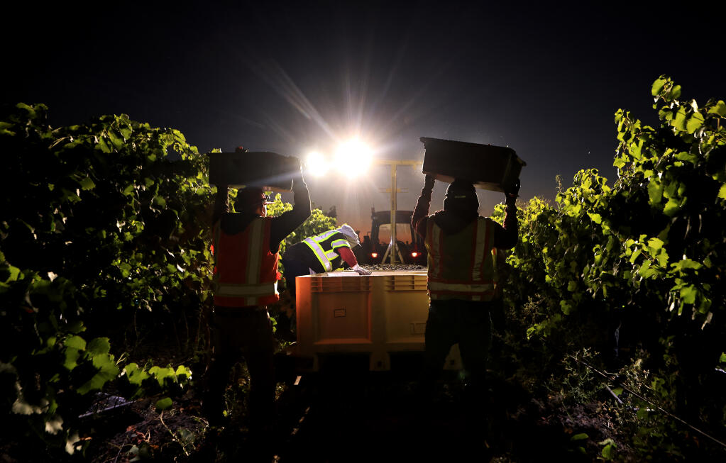 Sunrise greets vineyard workers as they harvest pinot noir wine grapes at Gloria Ferrer on Tuesday, Aug. 29, 2023. (Kent Porter / The Press Democrat)