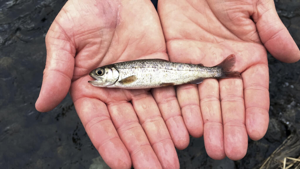 FILE - A juvenile coho salmon is held by a fish biologist at the Lostine River on March 9, 2017, in northeastern Oregon. The Environmental Protection Agency on Nov. 2, 2023, granted a petition submitted by Native American tribes in California and Washington state asking federal regulators to prohibit the use of the chemical 6PPD in tires due to its lethal effect on salmon, steelhead trout, and other wildlife. (AP Photo/Gillian Flaccus, File)