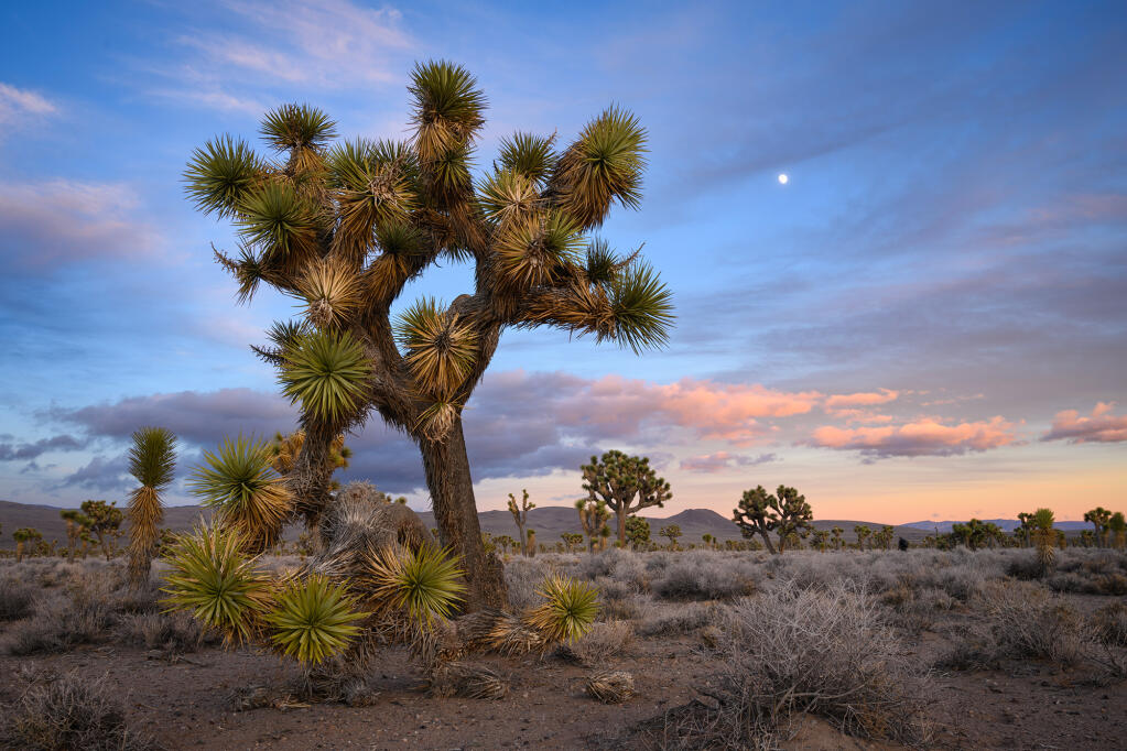 Joshua Trees at Lee Flat in Death Valley National Park in Inyo County on Dec. 4, 2023. Photo by Greg Vaughn, VWPics via AP Images