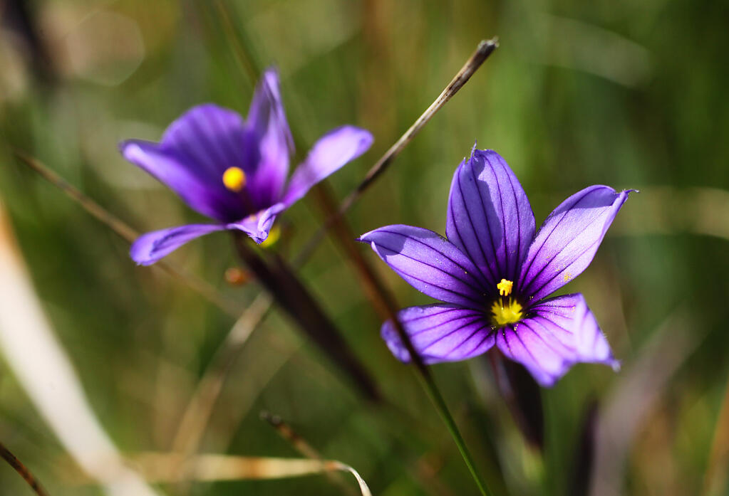 Sisyrinchium bellum, or blue-eyed grass, is a nice addition to a home garden. Here it grows wild in the Jenner Headlands. (The Press Democrat file)