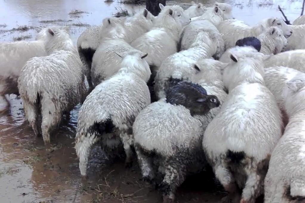 In this image made from July 22, 2017, video, three rabbits sit on the back of sheep as they avoid rising flood waters on a farm near Dunedin, New Zealand. Three wild rabbits managed to escape rising floodwaters in New Zealand by clambering aboard a flock of sheep and surfing to safety on their woolly backs. (Ferg Horne via AP)