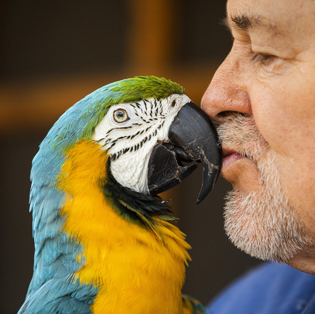 John Lloyd shares a kiss with a blue-and-gold macaw, one of the exotic birds residing at Birds of a Feather Rescue in Santa Rosa on Friday Jan. 28, 2022. (Photo by John Burgess/The Press Democrat)