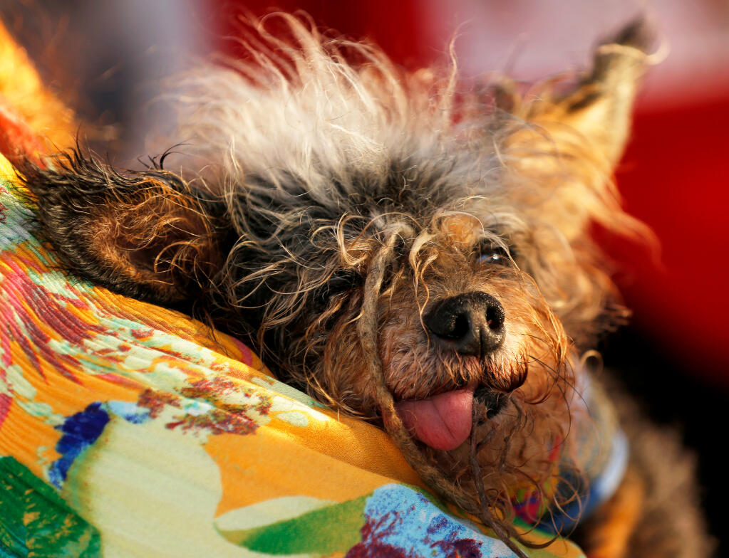 Scamp the Tramp, first-place winner of the 2019 World's Ugliest Dog Contest, is cradled by owner Yvonne Morones at the Sonoma-Marin Fair in Petaluma, Friday, June 21, 2019. (Alvin Jornada / The Press Democrat)