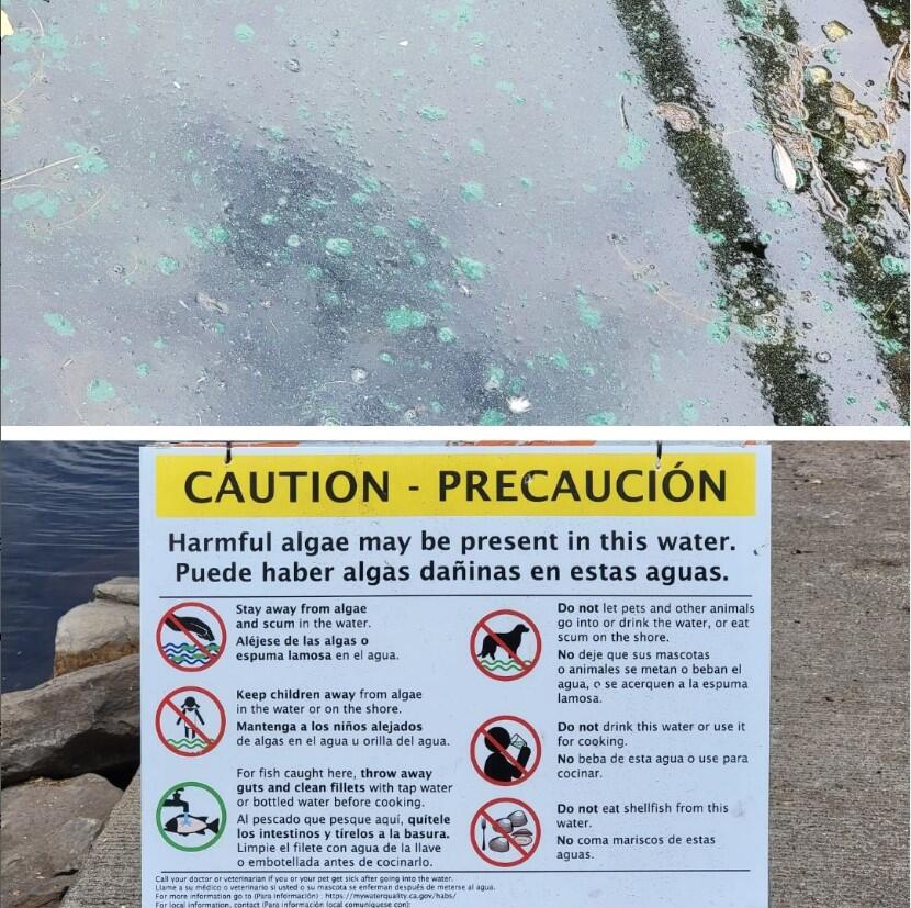 Potentially toxic blue green algae was spotted this week at Lake Ralphine in Howarth Park. Boating activities have been temporarily suspended until the cyanobacteria clears up. (City of Santa Rosa)