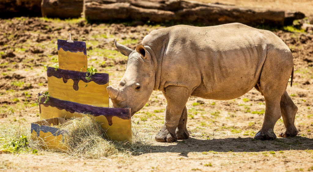 Otto, the first baby White Rhino born at Safari West searches for his feed next to a cardboard cake made by staff for his 1st birthday at the Santa Rosa animal preserve Tuesday, April 2, 2024. Otto has gained over 1,000 pounds and his horn has grown 5 inches in his first year. (John Burgess/The Press Democrat)