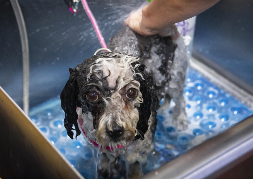 Harley being bathed at the Wet Nose Style Dog Grooming studio owned by Lauren Myers on Thursday, Nov. 5.(Photo by Robbi Pengelly/Index-Tribune)