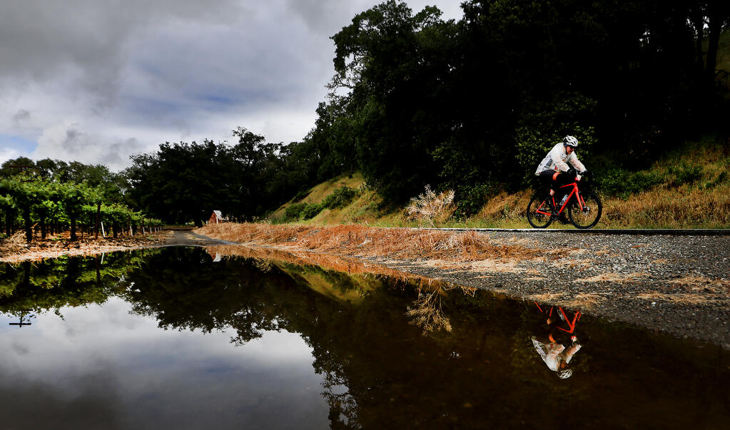 An entrant in the Wine Country Century completes the middle portion of the course along Highway 128 in the Alexander Valley, Saturday, May 4, 2024, as overnight rain made the ride a little more challenging. (Kent Porter / Press Democrat) 2024