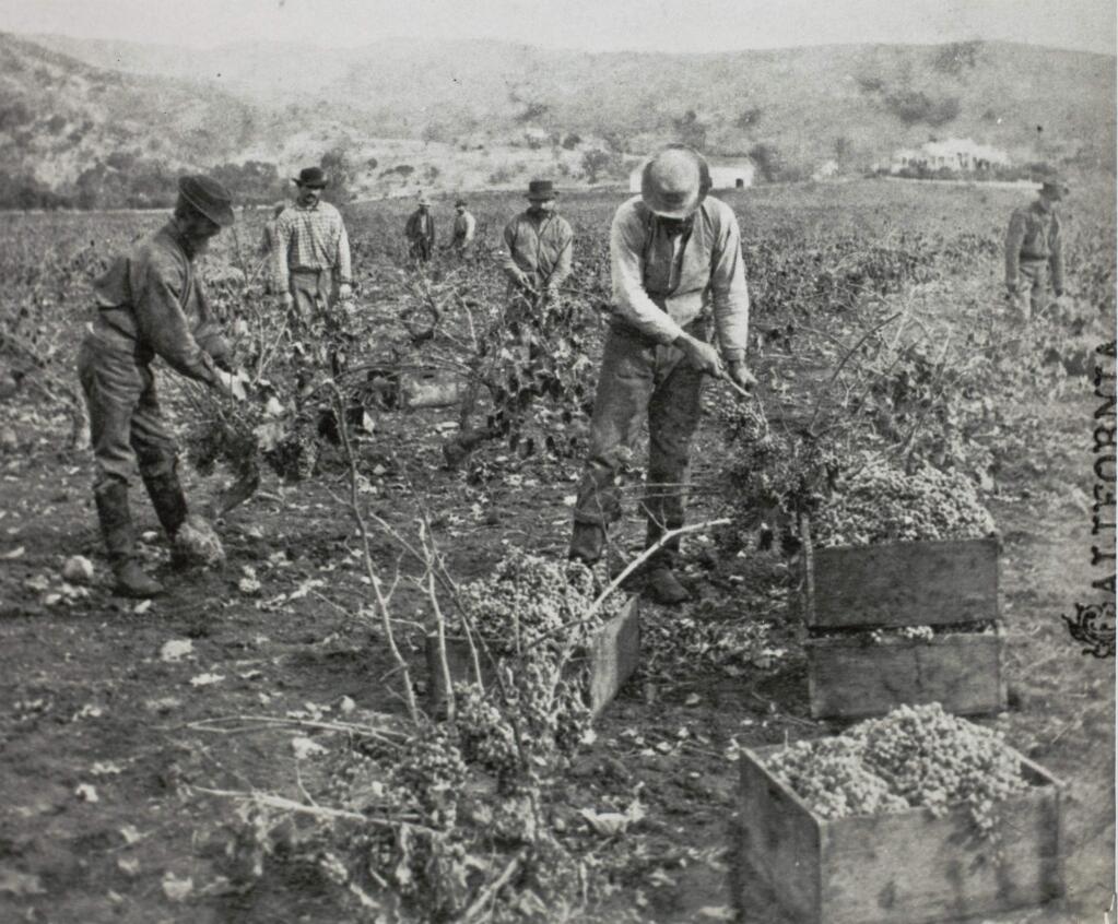Men harvesting grapes at the Haraszthy vineyards on East Spain Street in Sonoma, circa 1900. (SONOMA COUNTY LIBRARY)