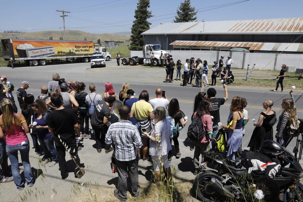 A crowd organized by Direct Action Everywhere, an animal rights network, protest the conditions and welfare of the chickens at Sunrise Farms in Petaluma, Tuesday, May 29, 2018. (Beth Schlanker / The Press Democrat file)