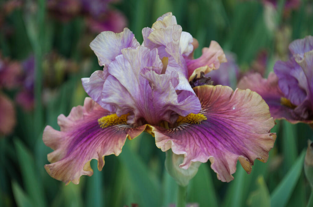 Bearded iris (Iris germanica). (Shutterstock)