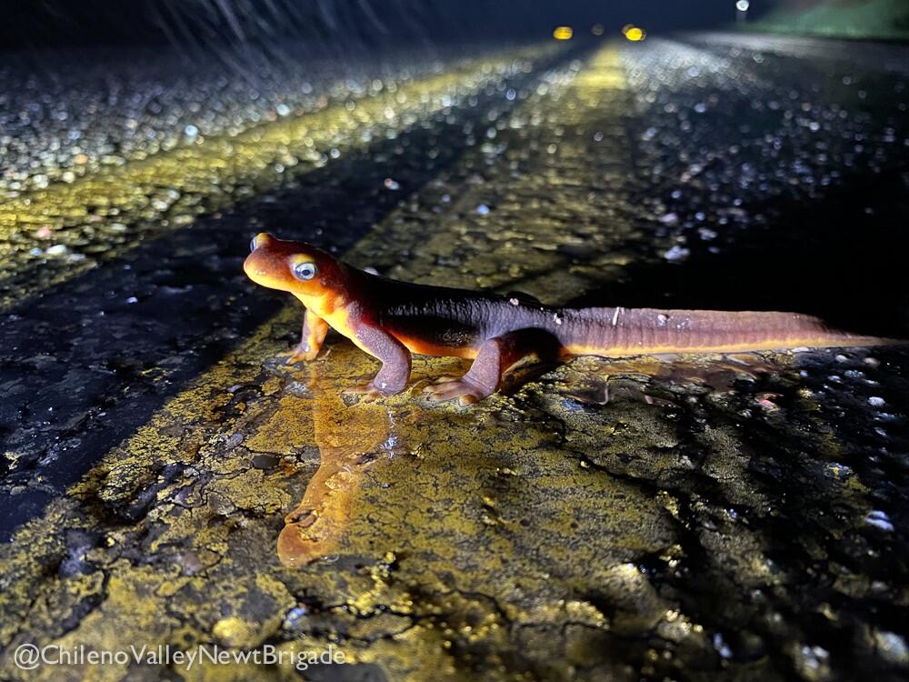 California newts are one of the most toxic animals in the world. One study indicates that a single newt contains enough toxin to kill approximately 13,000 mice.  When newts become threatened, they raise their head and tail to show their orange underside to signal that they are poisonous. Unfortunately, the poison does not protect them from getting run over by cars. This newt shows a tail fin, a seasonal change in preparation for their aquatic life. (Photo: Courtesy of Chileno Valley Newt Brigade)