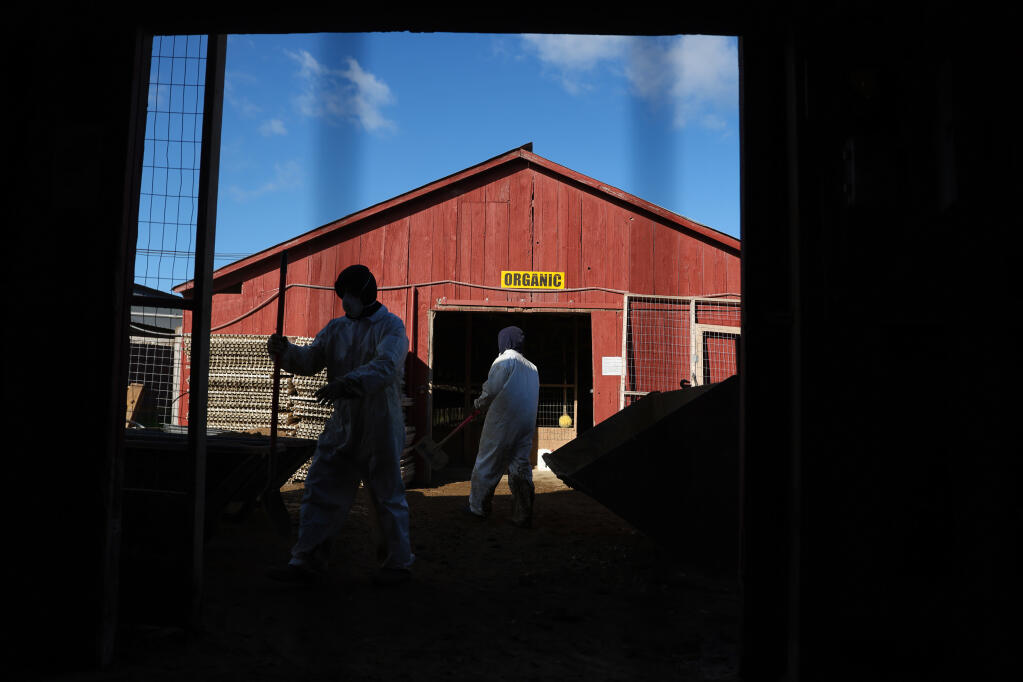 Workers remove all dirt from organic cage-free chicken houses at a Weber Family Farms facility in Petaluma on Tuesday, Jan. 9, 2024. Avian flu resulted in the loss of 550,000 chickens at the facility, with 3.2 million eggs having to be destroyed. (Christopher Chung / The Press Democrat)