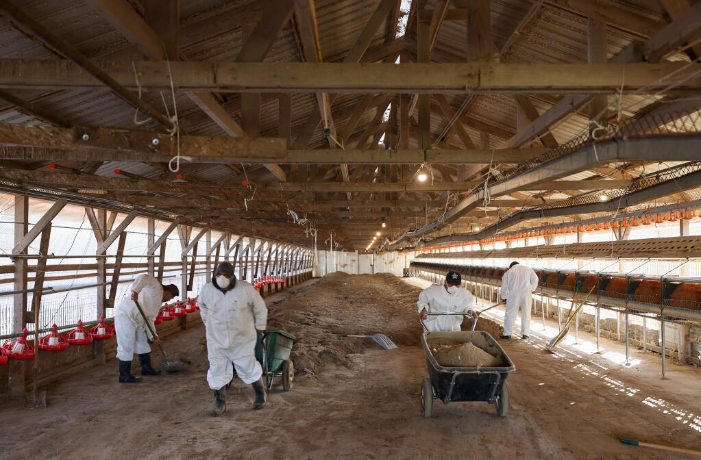 Leonisio Corrado, left, Amador Cruz, Sebastian Marcelino, and Daniel Herrerra remove dirt from an organic cage-free chicken house at a Weber Family Farms facility in Petaluma, Tuesday, Jan. 9, 2024. The farm had to destroy 550,000 chickens and 3.2 million eggs after an avian flu outbreak. (Christopher Chung / The Press Democrat)