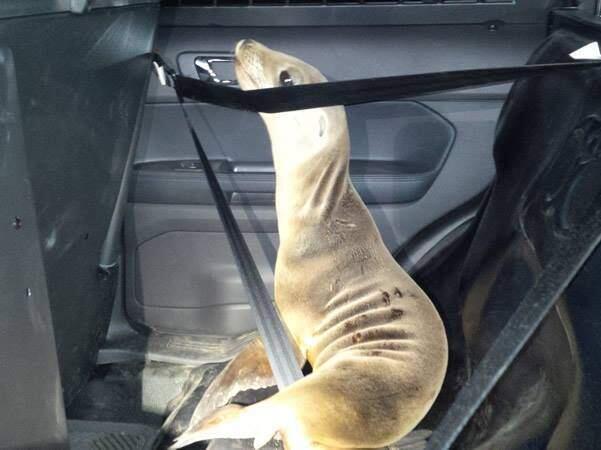 It's safety first when a baby sea lion catches a ride with Mendocino County Sheriff's deputies.