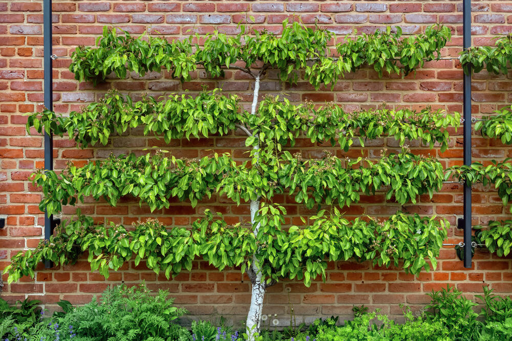 An espalier can be any woody plant that is trained and pruned to grow in a flat plane against a wall, fence, trellis or between support posts. (Digitalphaser / Shutterstock)