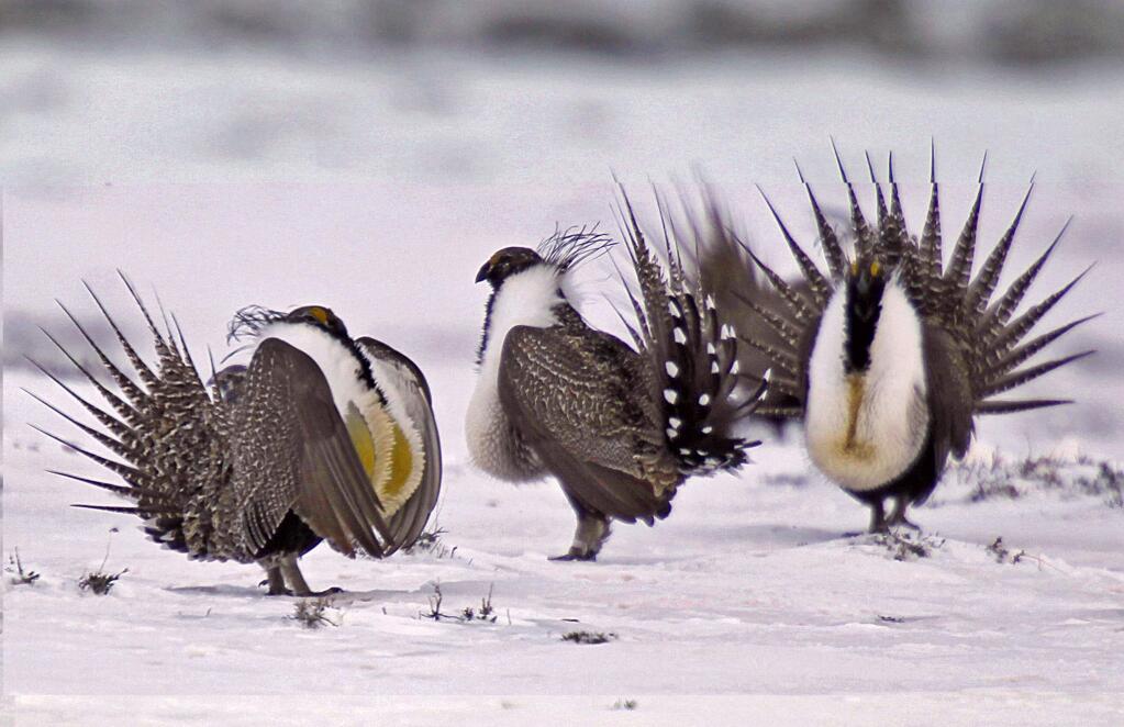 FILE - In this April 20, 2013 file photo, male greater sage grouse perform mating rituals for a female grouse, not pictured, on a lake outside Walden, Colo. The Trump administration is advancing plans to ease restrictions on oil and gas drilling and other activities on huge swaths of land in the American West that were put in place to protect an imperiled bird species. Land management plans released Thursday, Dec. 6, 2018, would open more areas to leasing and allow waivers for drilling pads to encroach into the bird's habitat. That would reverse protections for greater sage grouse enacted in 2015, under President Barack Obama. (AP Photo/David Zalubowski, File)