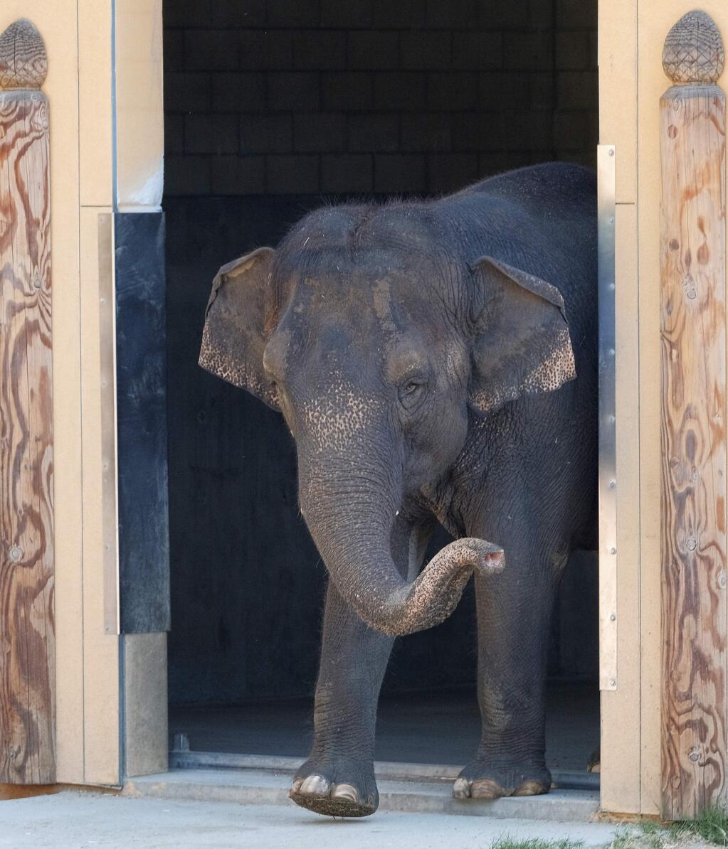 Asian elephant, Shaunzi, the Zoo's newest elephant, makes her first appearance at the Los Angeles Zoo on Thursday, July 6, 2017. The 46-year-old Asian elephant came to Los Angeles from Fresno after its longtime companion died. Shaunzi, who was born in Thailand and spent years in a circus, was introduced to the public this week in the Elephants of Asia exhibit. The pachyderm was trucked 215 miles from Fresno Chaffee Zoo in a special crate last month. (AP Photo/Richard Vogel)