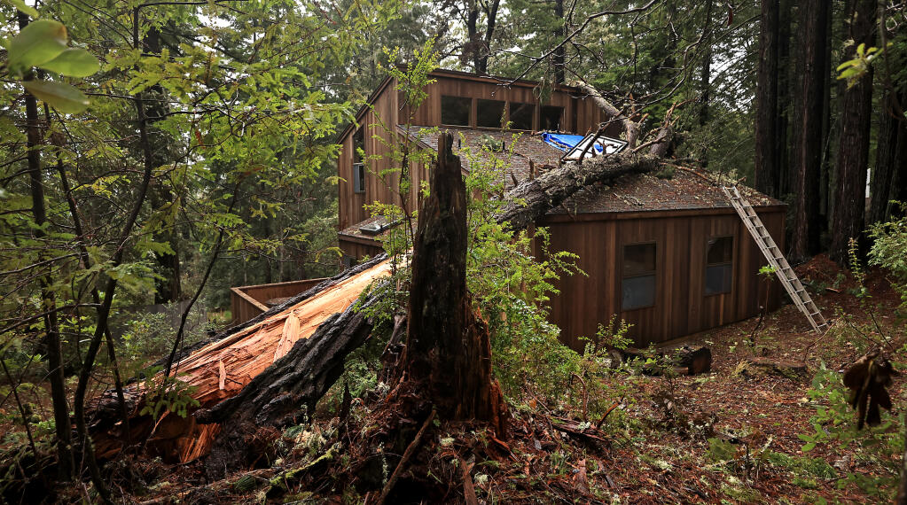 A large fir tree rests Wednesday, Jan. 11, 2023, on a house on Spinnaker Close at The Sea Ranch in northern Sonoma County. (Kent Porter/The Press Democrat)