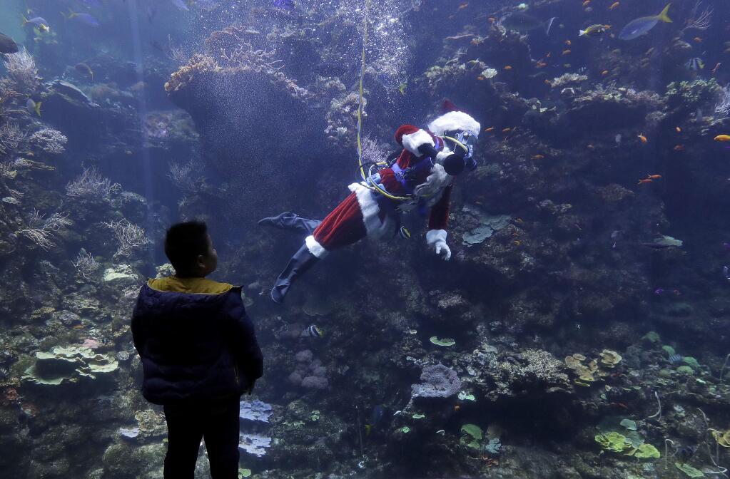 Diver George Bell, dressed as Santa Claus, swims in the Philippine coral reef tank during a presentation on fish and corals as part of the 'Tis the Season for Science holiday exhibit at the California Academy of Sciences in San Francisco, Tuesday, Dec. 19, 2017. (AP Photo/Jeff Chiu)