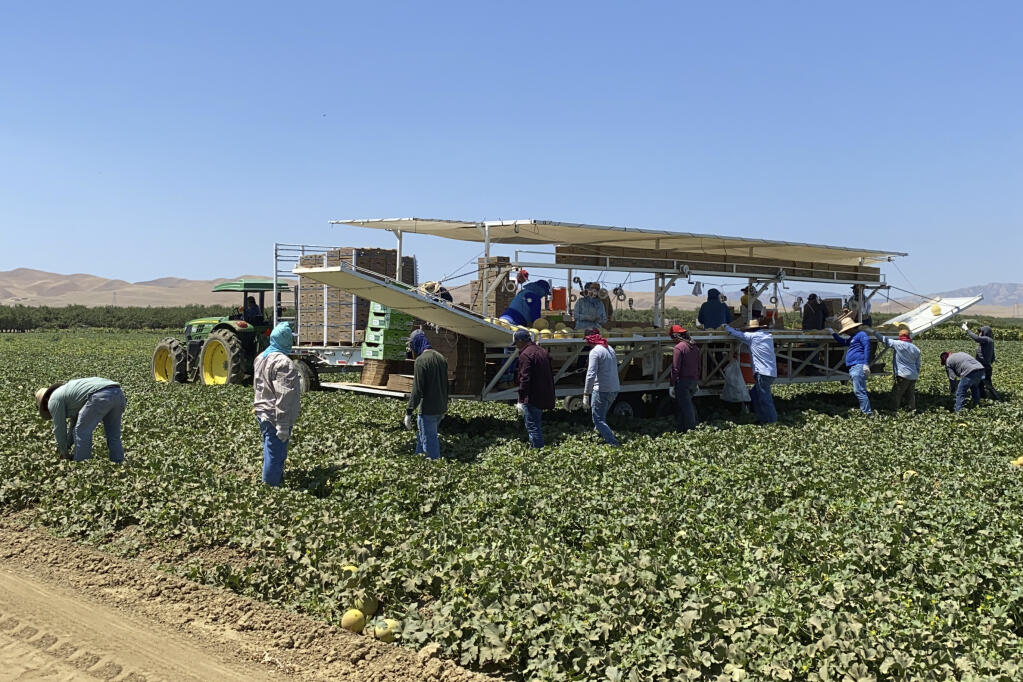 Farmworkers at Del Bosque Farms pick and pack melons on a mobile platform in Firebaugh, Calif., on Friday, July 9, 2021, where temperatures were expected to surpass 110 degrees this weekend. (AP Photo/Terry Chea)