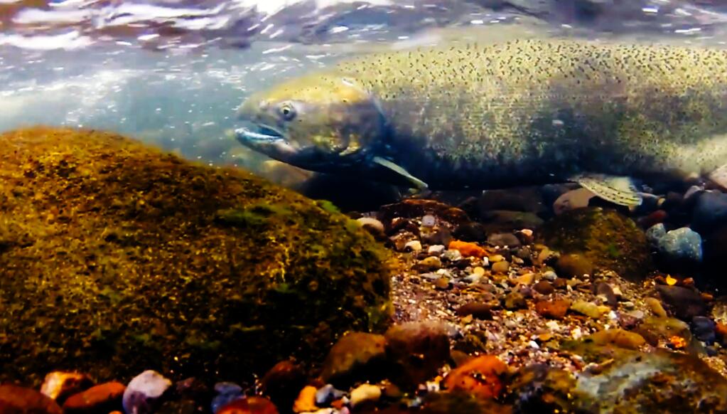 Coho salmon in Dry Creek. Sonoma Water photo.