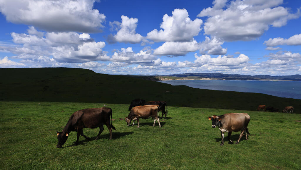 Dairy cattle graze on spring growth on the Historic A Ranch with Drakes Bay in the background, Saturday, March 30, 2024, at the Point Reyes National Seashore.  (Kent Porter / The Press Democrat)