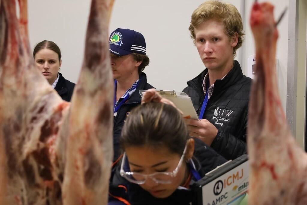Casey Spencer judging meat in Wagga Wagga, Australia during the competition on July 8 to determine how much meat and fat is on the carcass. (submitted)