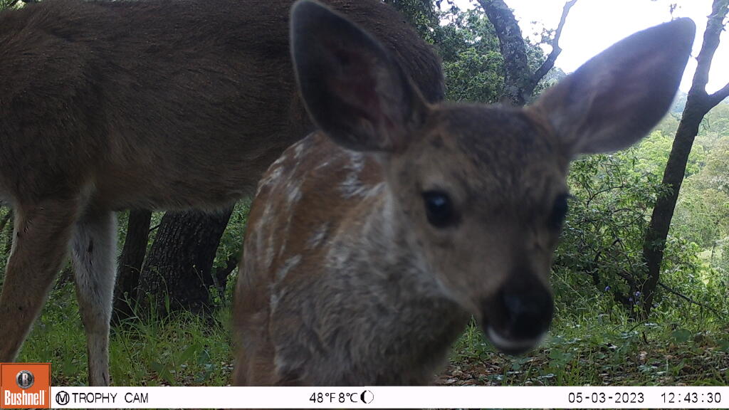 A curious fawn takes a closer look at the camera. (Pepperwood Preserve)