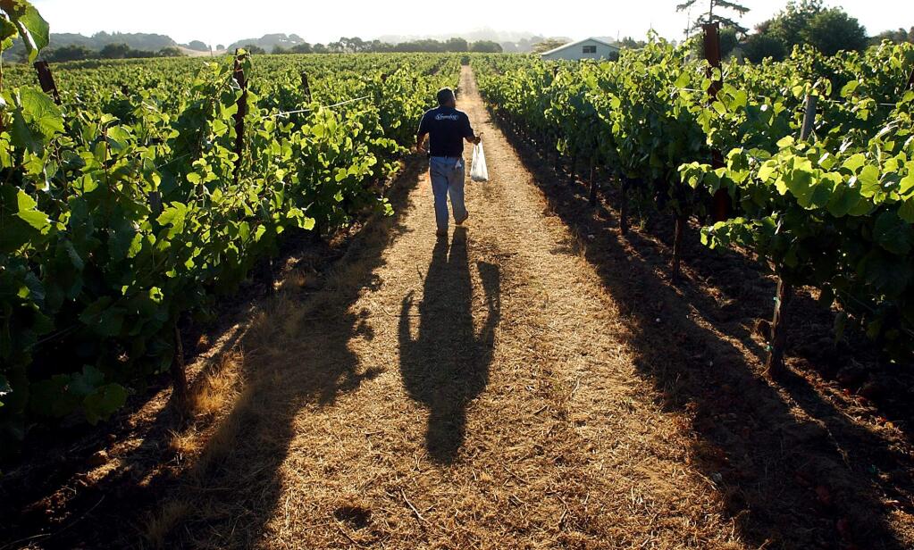 Jaime Aguirre, vineyard specialist for Schramsberg Vineyards in Calistoga, walks through a vineyard in the Carneros region of southern Sonoma and Napa counties while taking samples to be taken back to the lab and tested to calculate when to harvest the grapes.