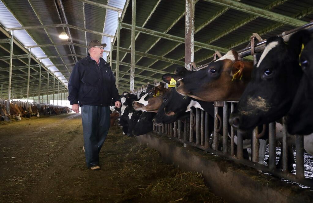 Doug Beretta, owner of Beretta Dairy, looks over the cows in a barn, in Santa Rosa on Wednesday, March 21, 2018. (Christopher Chung / The Press Democrat file)