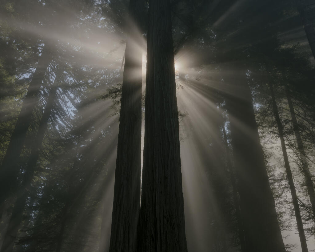 Sunlight cuts through fog and forest at one of the Redwood National and State Parks near Orick, Calif., Aug. 1, 2023. A mission to undo decades of damage to the redwoods of California caused by unchecked logging, and to protect them from future climate change and wildfire threats involves even more logging — and chain saws. (Ian Bates/The New York Times)