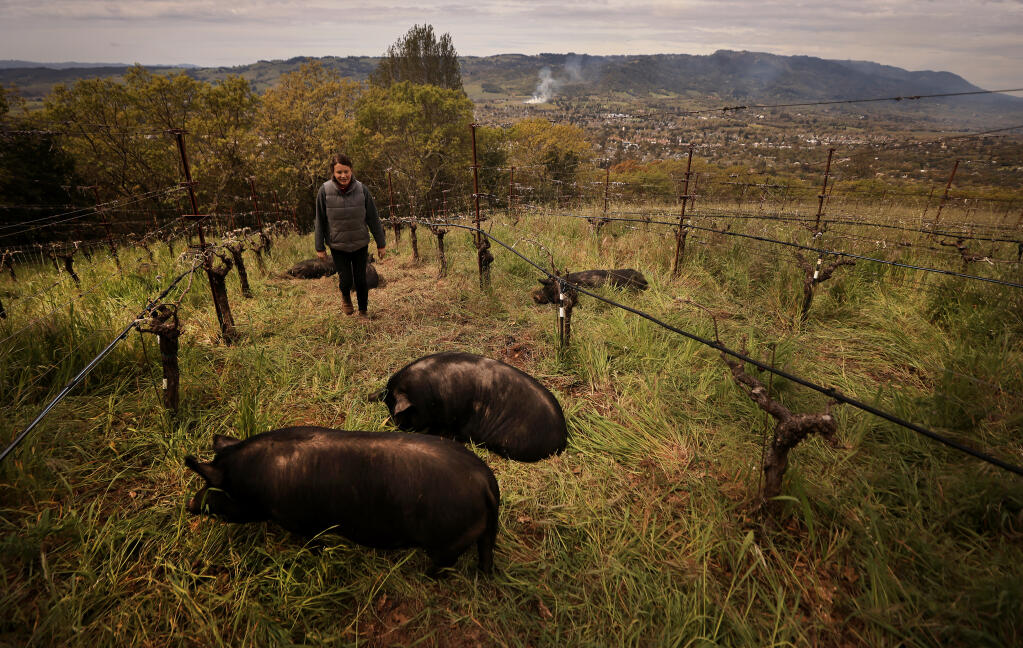 With Sonoma Mountain as.a backdrop, Hanzell Vineyards Holly Clouse checks on American guinea hogs that are being used for no till farming under four acres of chardonnay vines with a very heavily planted cover crop, reducing Hanzell’s irrigation needs by 60%, Thursday, April 6, 2023 above the Sonoma Valley.   (Kent Porter / The Press Democrat) 2023