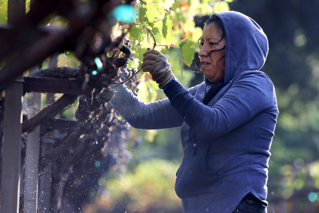 Monserrat Gómez recoge uvas cabernet sauvignon el último día de la cosecha en Boeschen Vineyards en Santa Elena, el miércoles 25 de octubre de 2023. (Beth Schlanker / The Press Democrat).