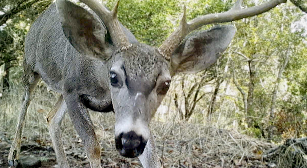 An inquisitive deer takes close look at a trail camera mounted to a tree along the animal corridor leading from the Mayacamas Mountains across the Sonoma Valley and through the Sonoma Developmental Center to the west to Sonoma Mountain. (Photo courtesy Sonoma Land Trust)