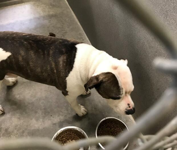 Mac is one of two pitbulls that was condemned by the Sonoma County Court on Sept. 27, 2023 after a series of violent encounters, including the death of a dog. (Photo: Sonoma County Animal Services)