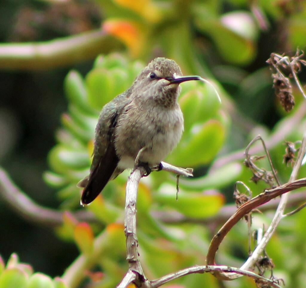 Juvenile Anna's hummingbird. . Sarah Stierch photo (cc)