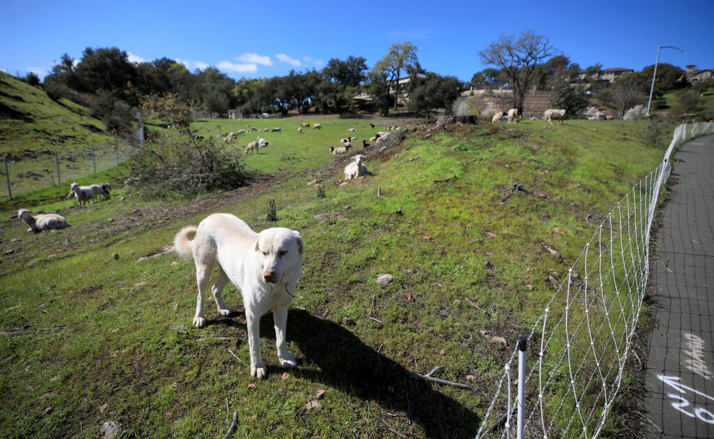 The undeveloped land owned by Keysight Technologies at the corner of Stagecoach Road and Fountaingrove Parkway is awash in green, Monday, March 15, 2021, as a sheepdog keeps an eye on his sheep flock (brought in to keep fire danger low).  Santa Rosa wants to use the land as a new fire station, to replace Station 5 that burned during the 2017 Tubbs fire. (Kent Porter / The Press Democrat) 2021