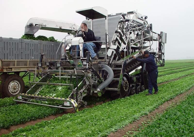 This undated image provided by Ramsay Highlander, Inc., shows company technicians operating a mechanical harvester on a lettuce field in the Imperial Valley near El Centro, Calif. With authorities promising tougher border tactics, farmers who rely on immigrant labor are eyeing an emerging generation of fruit-picking robots and high-tech tractors designed to do everything from pluck premium wine grapes to clean and core lettuce. (AP Photo/Ramsay Highlander, Inc. )** NO SALES **